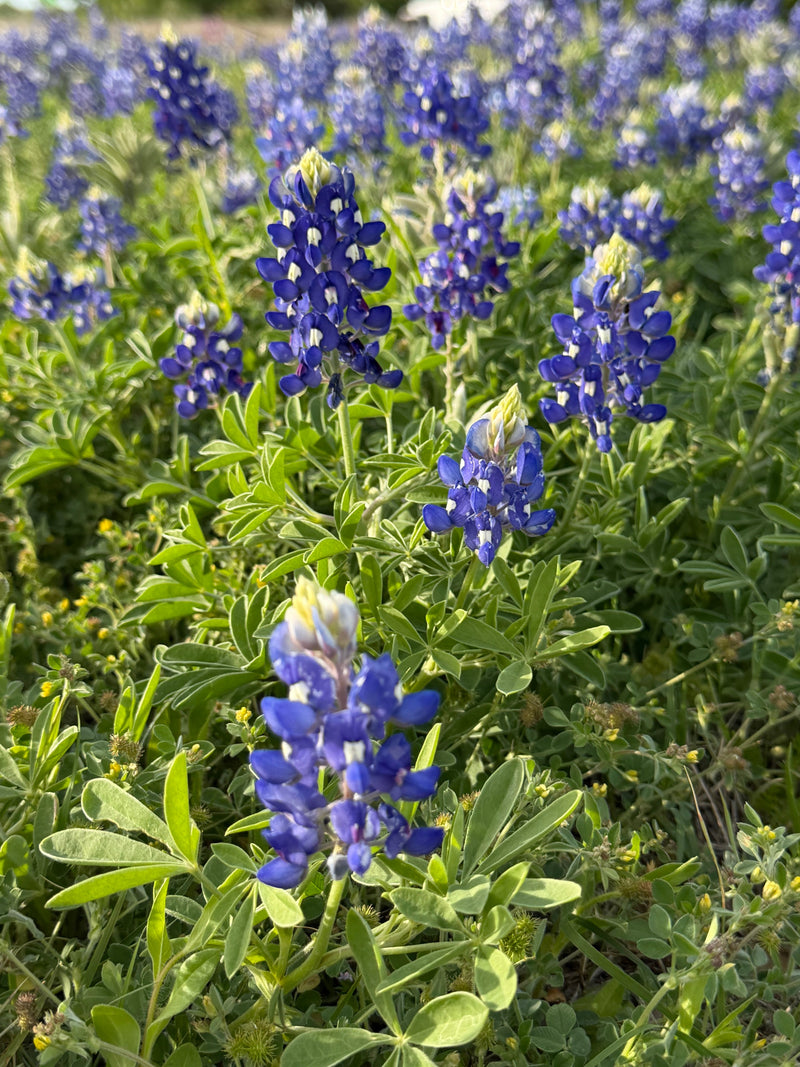 The Texan Edit: Road Trip Playlist Edition